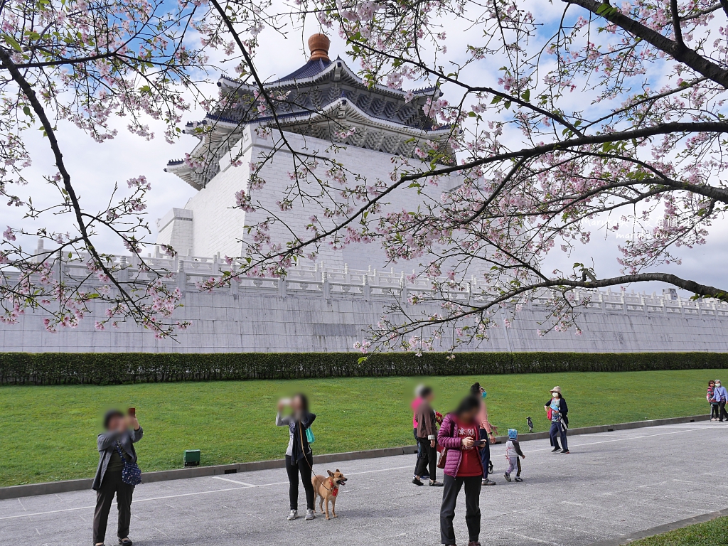 【台北】中正紀念堂粉嫩大漁櫻登場，台北近萬坪的賞櫻景點(2024.2.25花況) @Maruko(丸子)與美食有個約會
