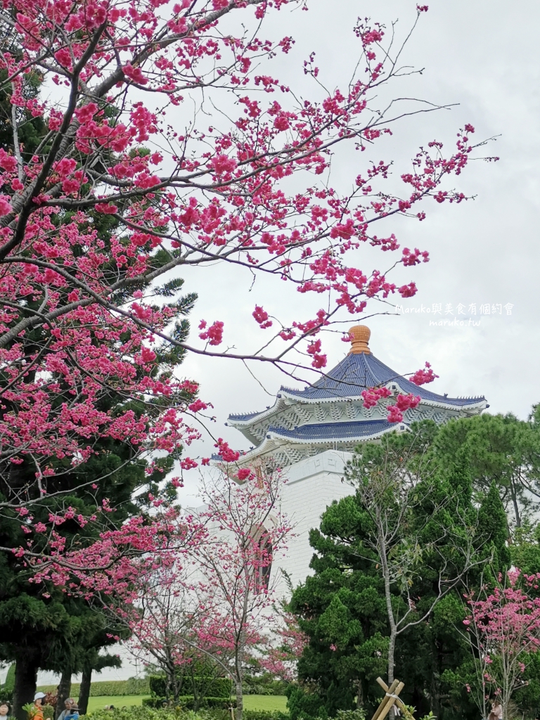 【台北】中正紀念堂粉嫩大漁櫻登場，台北近萬坪的賞櫻景點(2024.2.25花況) @Maruko(丸子)與美食有個約會