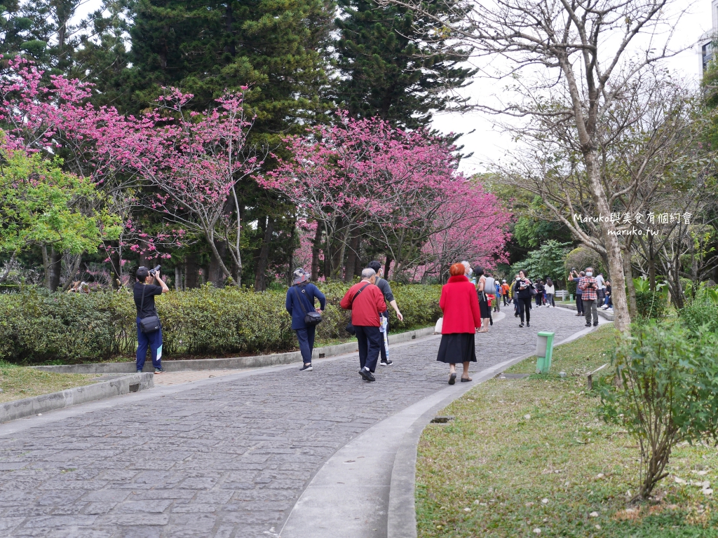 【台北】中正紀念堂粉嫩大漁櫻登場，台北近萬坪的賞櫻景點(2024.2.25花況) @Maruko(丸子)與美食有個約會