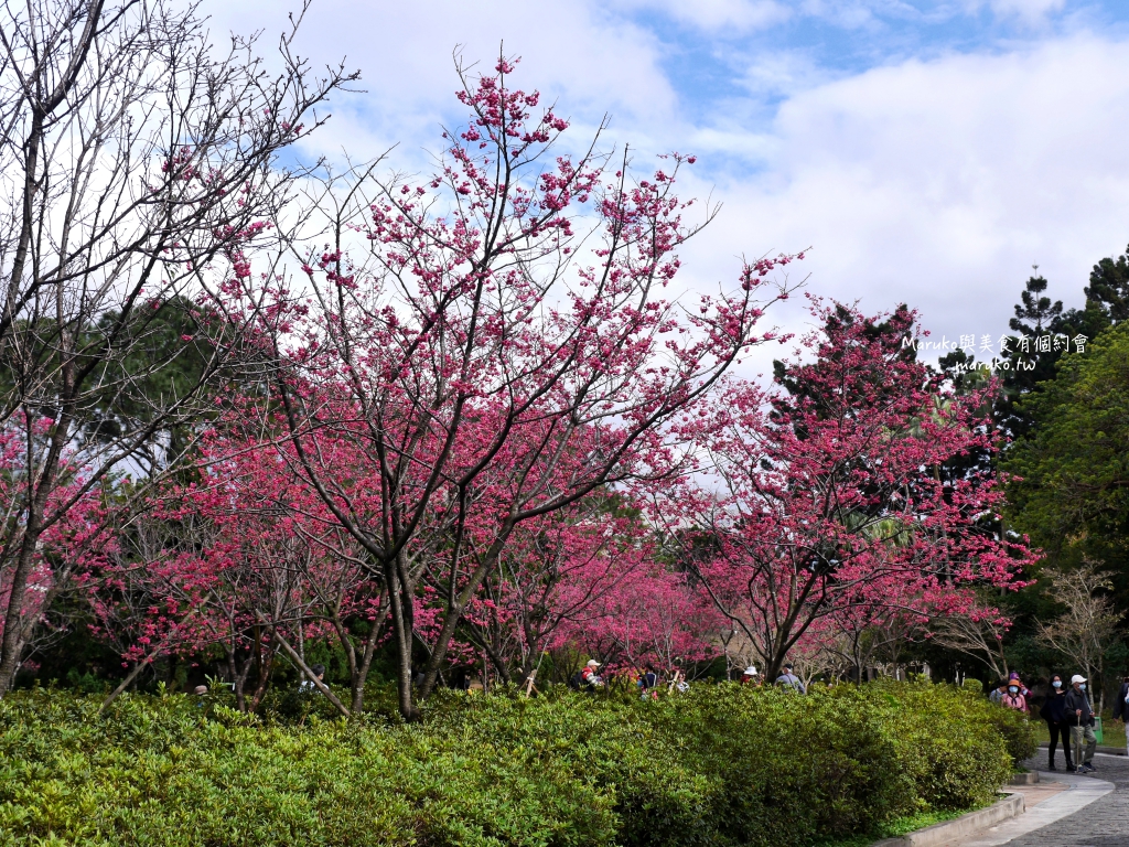 【台北】中正紀念堂粉嫩大漁櫻登場，台北近萬坪的賞櫻景點(2024.2.25花況) @Maruko(丸子)與美食有個約會