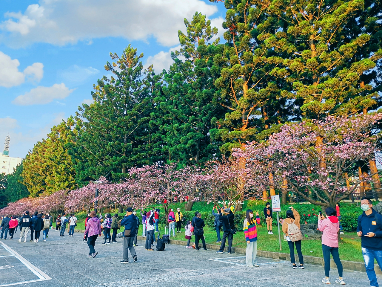 【台北】中正紀念堂粉嫩大漁櫻登場，台北近萬坪的賞櫻景點(2024.2.25花況) @Maruko(丸子)與美食有個約會