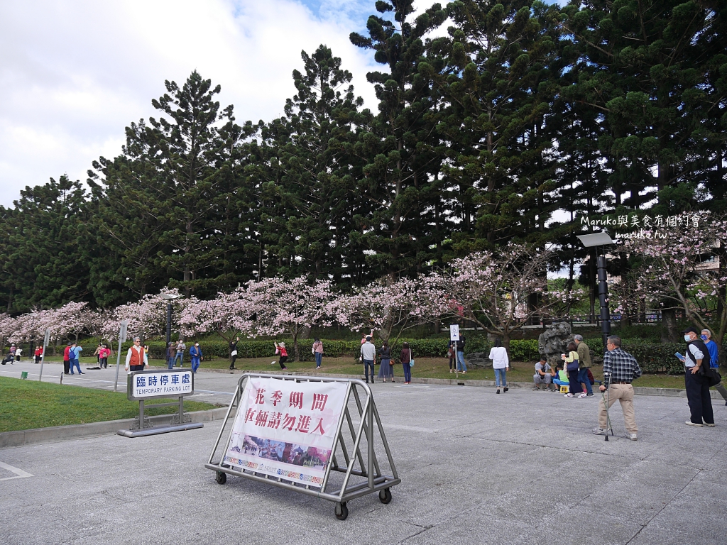 【台北】中正紀念堂粉嫩大漁櫻登場，台北近萬坪的賞櫻景點(2024.2.25花況) @Maruko(丸子)與美食有個約會