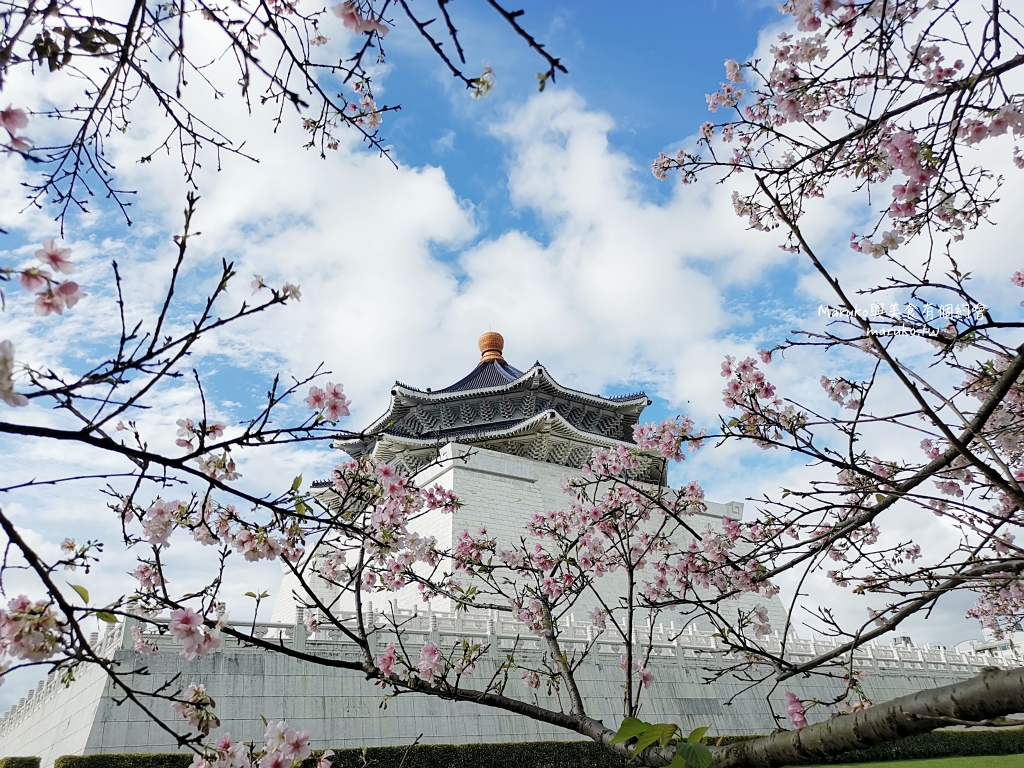 【台北】中正紀念堂粉嫩大漁櫻登場，台北近萬坪的賞櫻景點(2024.2.25花況) @Maruko(丸子)與美食有個約會