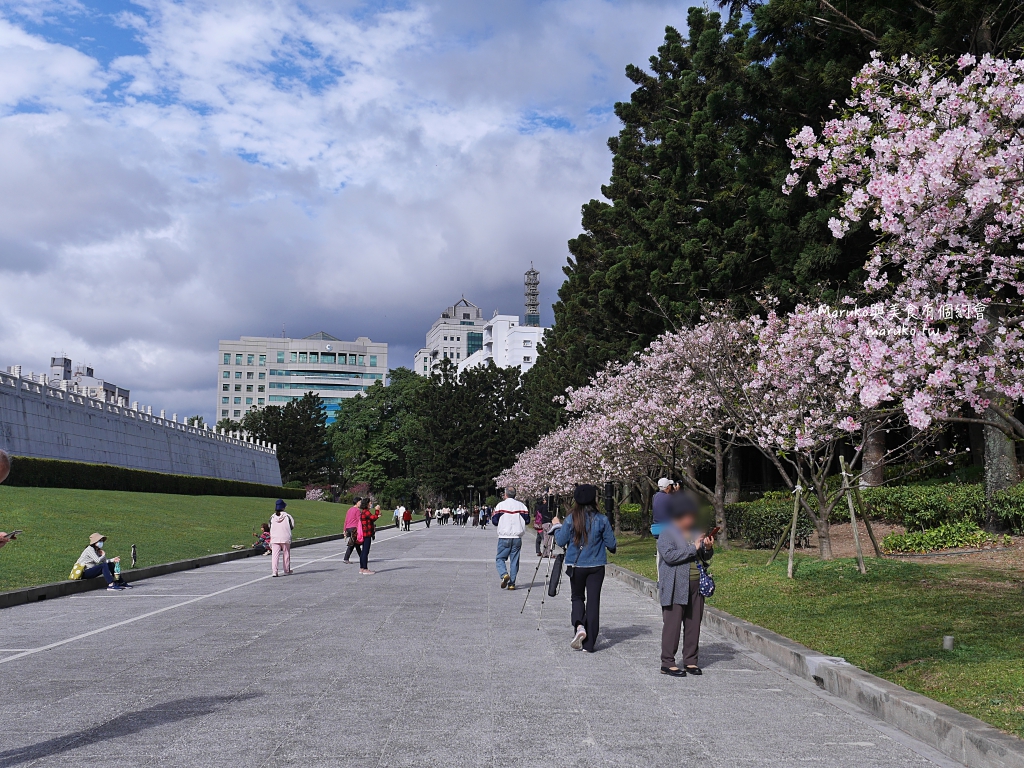 【台北】中正紀念堂粉嫩大漁櫻登場，台北近萬坪的賞櫻景點(2024.2.25花況) @Maruko(丸子)與美食有個約會