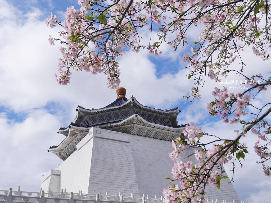 【台北】中正紀念堂粉嫩大漁櫻登場，台北近萬坪的賞櫻景點(2024.2.25花況) @Maruko(丸子)與美食有個約會