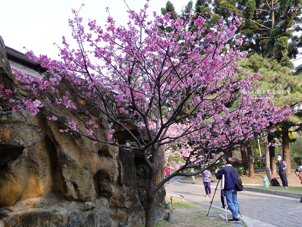 【台北】中正紀念堂粉嫩大漁櫻登場，台北近萬坪的賞櫻景點(2024.2.25花況) @Maruko(丸子)與美食有個約會