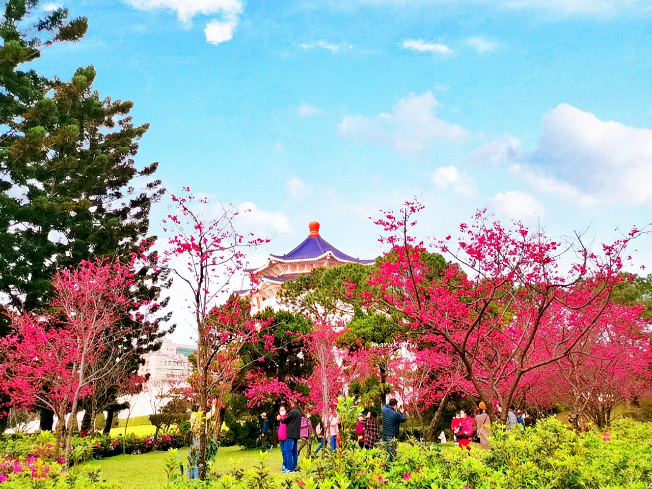 【台北】中正紀念堂粉嫩大漁櫻登場，台北近萬坪的賞櫻景點(2024.2.25花況) @Maruko(丸子)與美食有個約會