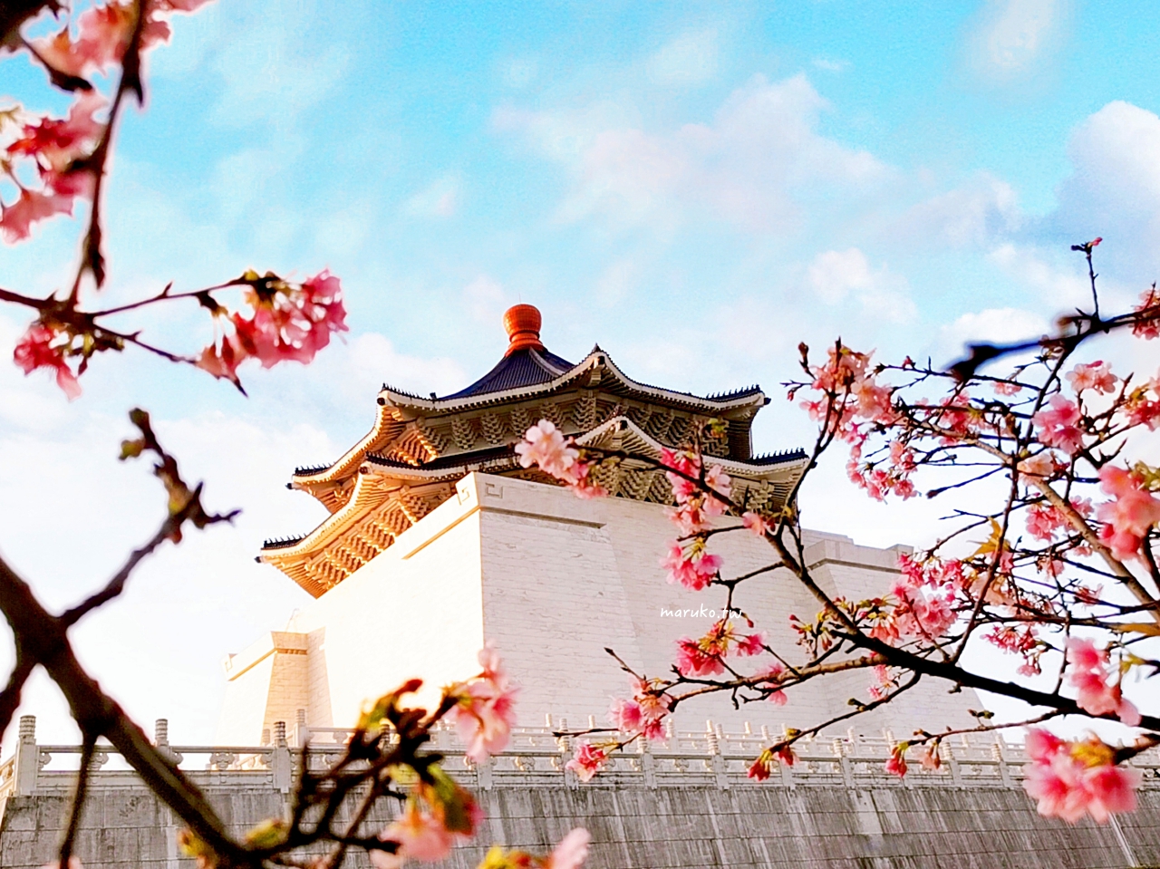 【台北】中正紀念堂粉嫩大漁櫻登場，台北近萬坪的賞櫻景點(2024.2.25花況) @Maruko(丸子)與美食有個約會