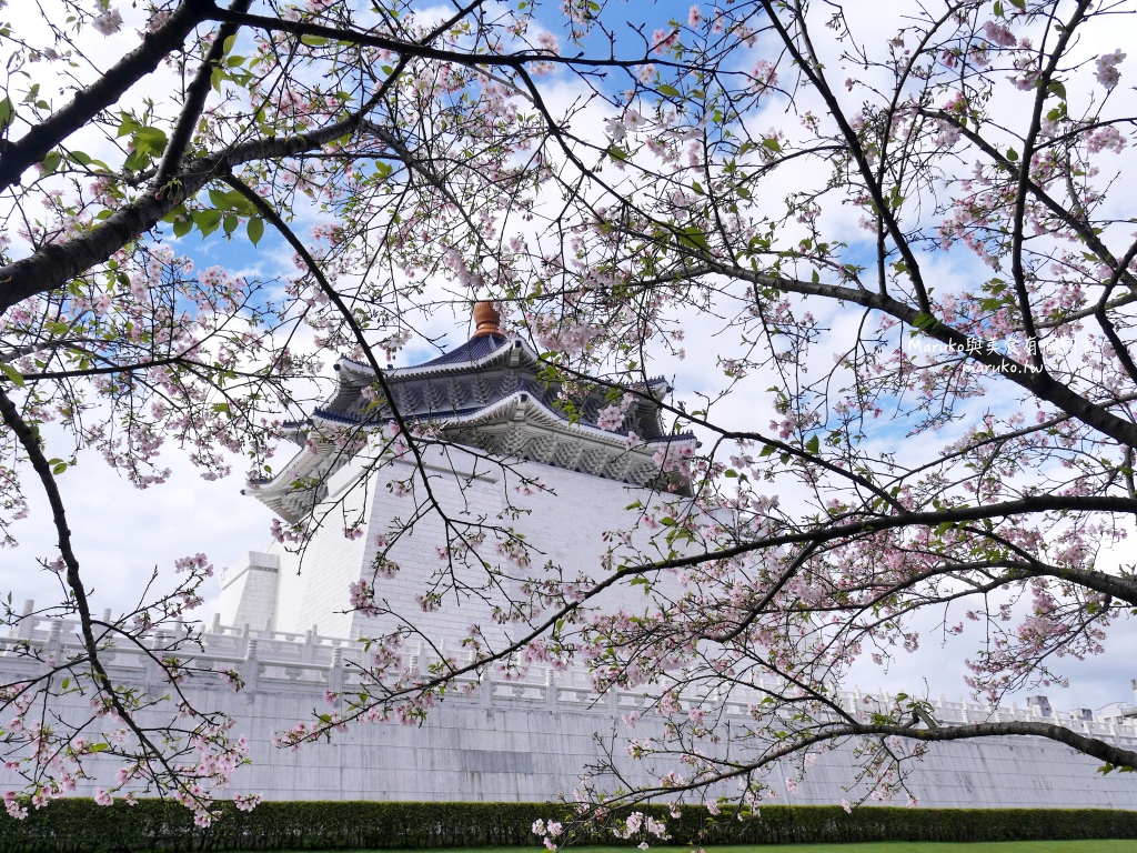 【台北】中正紀念堂粉嫩大漁櫻登場，台北近萬坪的賞櫻景點(2024.2.25花況) @Maruko(丸子)與美食有個約會