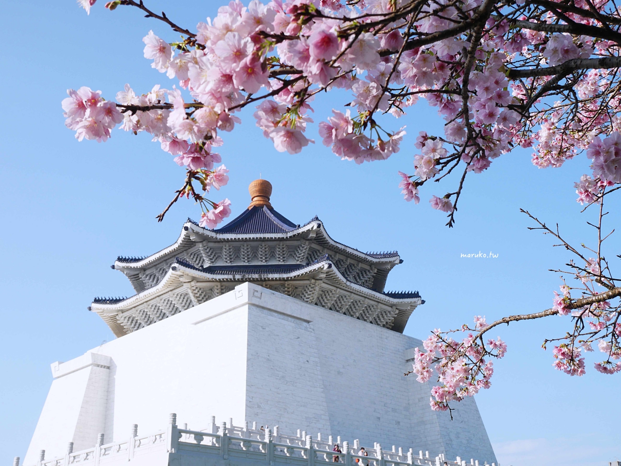 【台北】中正紀念堂粉嫩大漁櫻登場，台北近萬坪的賞櫻景點(2024.2.25花況) @Maruko(丸子)與美食有個約會