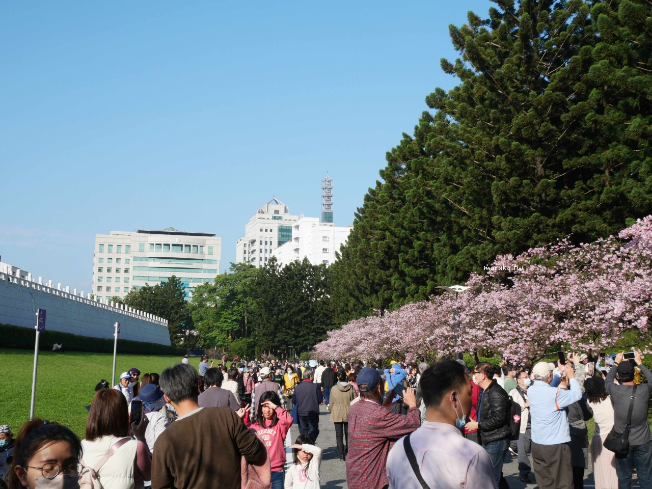 【台北】中正紀念堂粉嫩大漁櫻登場，台北近萬坪的賞櫻景點(2024.2.25花況) @Maruko(丸子)與美食有個約會