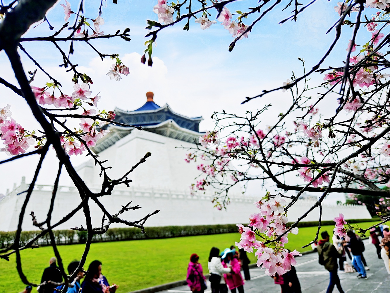 【台北】中正紀念堂粉嫩大漁櫻登場，台北近萬坪的賞櫻景點(2024.2.25花況) @Maruko(丸子)與美食有個約會