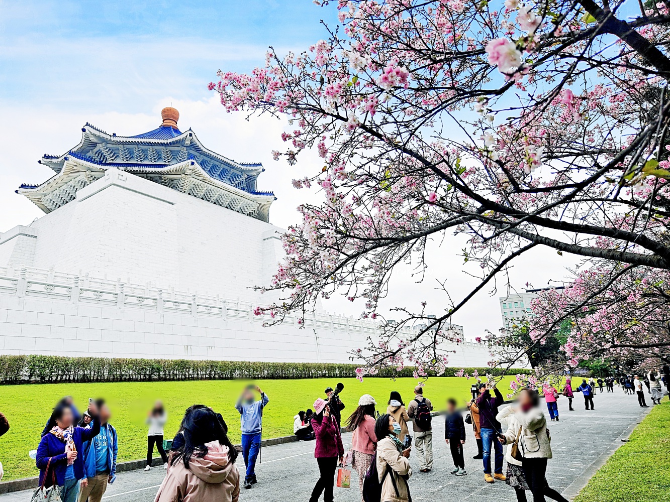 【台北】中正紀念堂粉嫩大漁櫻登場，台北近萬坪的賞櫻景點(2024.2.25花況) @Maruko(丸子)與美食有個約會