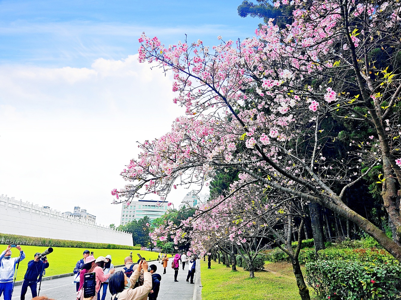 【台北】中正紀念堂粉嫩大漁櫻登場，台北近萬坪的賞櫻景點(2024.2.25花況) @Maruko(丸子)與美食有個約會