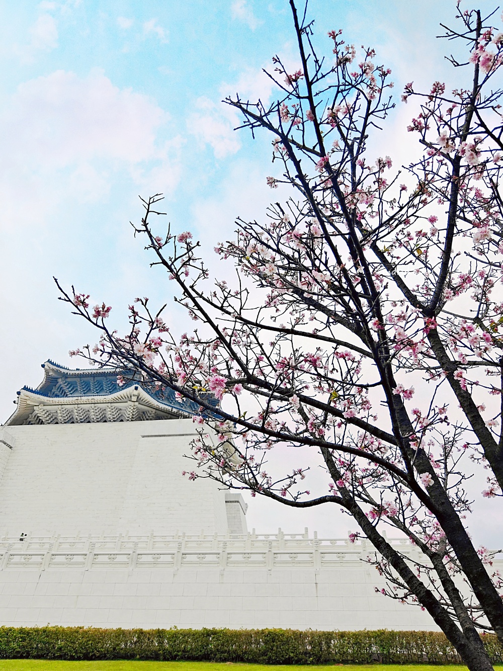 【台北】中正紀念堂粉嫩大漁櫻登場，台北近萬坪的賞櫻景點(2024.2.25花況) @Maruko(丸子)與美食有個約會