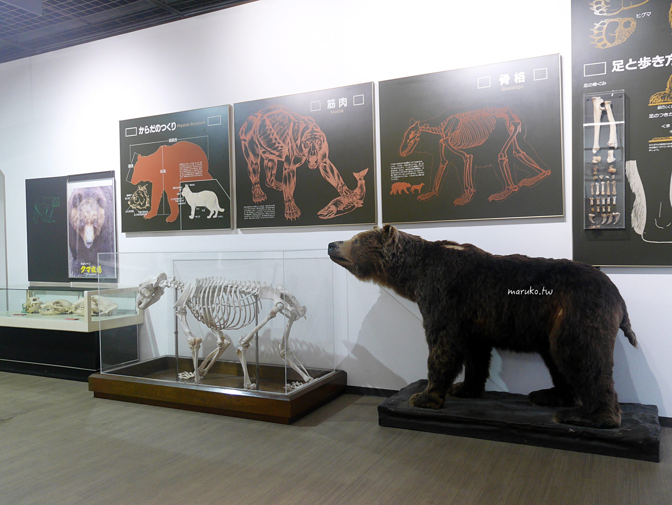 【北海道登別】登別棕熊牧場 搭纜車眺望俱多樂湖展望台,登別溫泉老街週邊景點推薦! @Maruko(丸子)與美食有個約會 【北海道登別】登別棕熊牧場 搭纜車眺望俱多樂湖展望台,登別溫泉老街週邊景點推薦! @Maruko(丸子)與美食有個約會