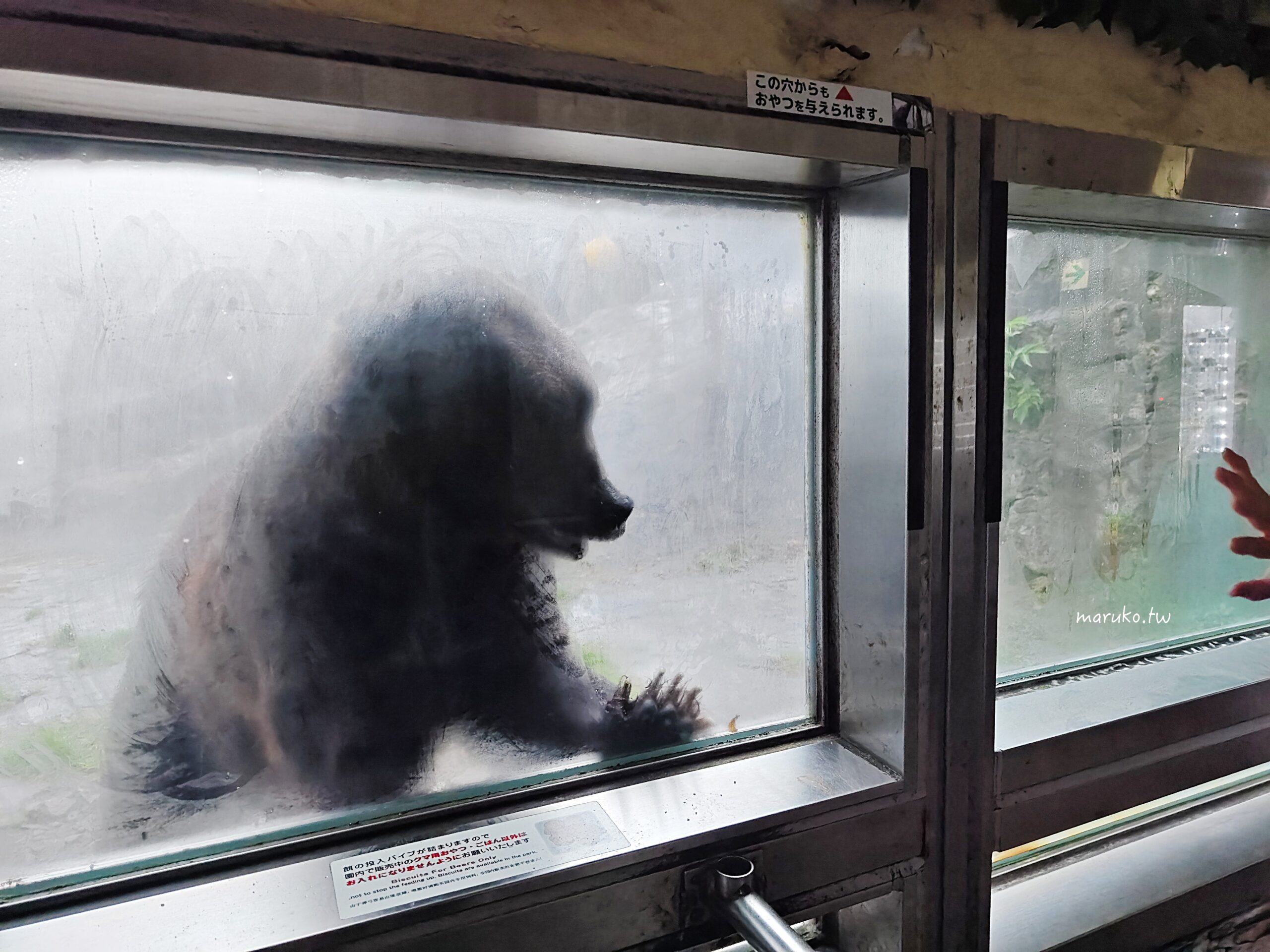 【北海道登別】登別棕熊牧場 搭纜車眺望俱多樂湖展望台,登別溫泉老街週邊景點推薦! @Maruko(丸子)與美食有個約會 【北海道登別】登別棕熊牧場 搭纜車眺望俱多樂湖展望台,登別溫泉老街週邊景點推薦! @Maruko(丸子)與美食有個約會