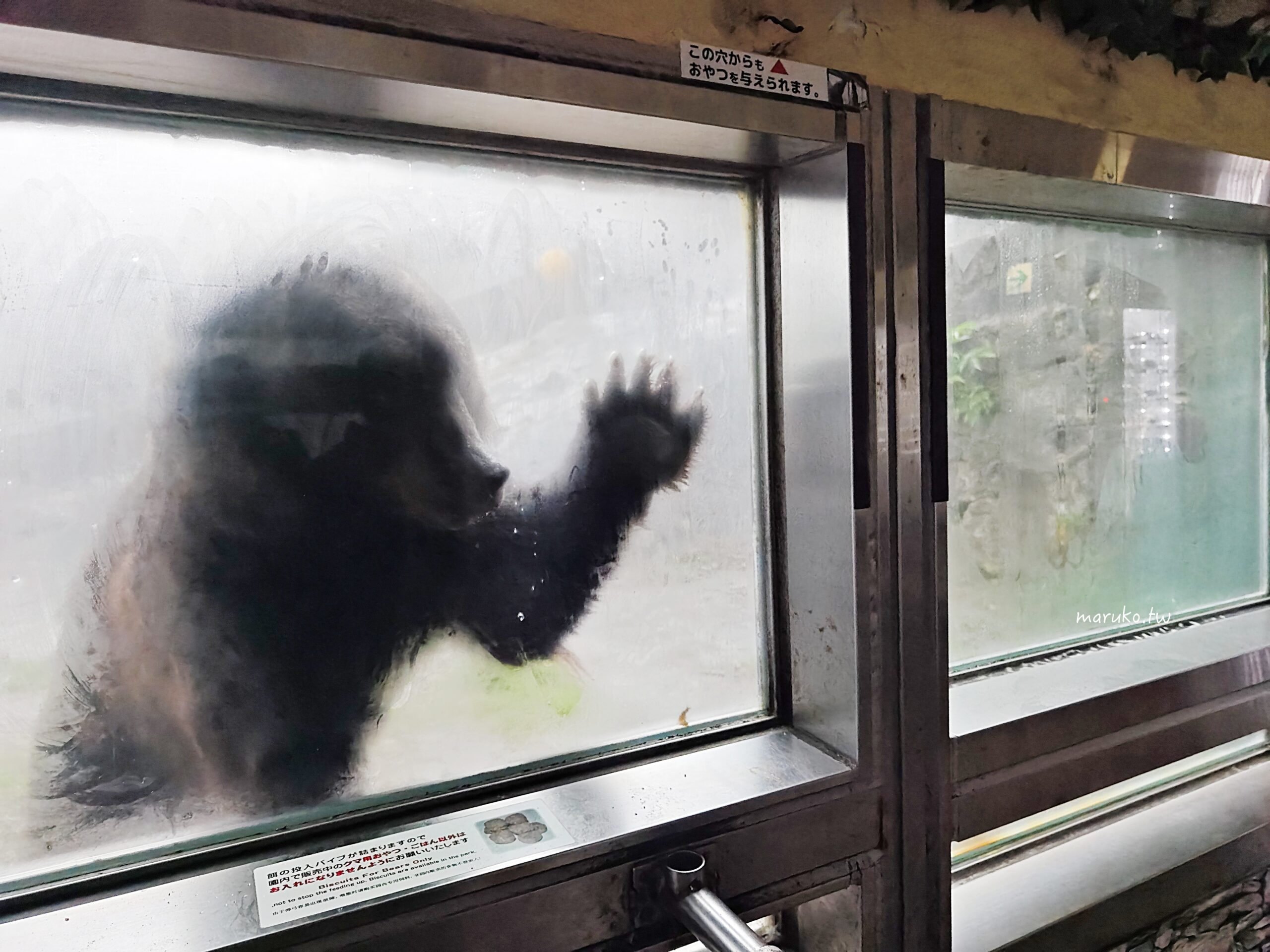 【北海道登別】登別棕熊牧場 搭纜車眺望俱多樂湖展望台，登別溫泉老街週邊景點推薦！ @Maruko(丸子)與美食有個約會