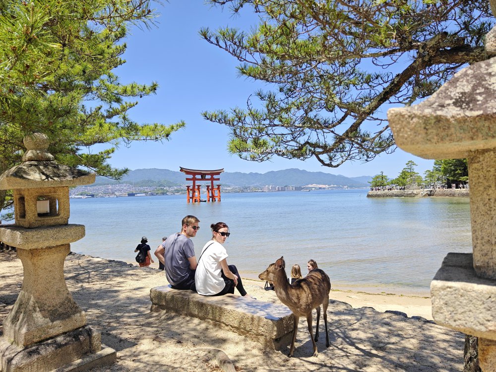 【廣島】嚴島神社 5分鐘掌握年間潮汐，滿潮、乾潮怎麼看？如何走上嚴島神社大鳥居！ @Maruko(丸子)與美食有個約會