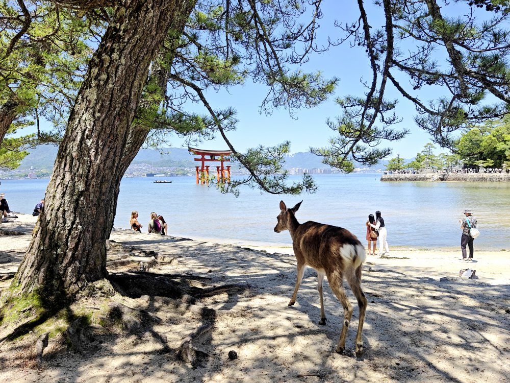 【廣島】嚴島神社 5分鐘掌握年間潮汐，滿潮、乾潮怎麼看？如何走上嚴島神社大鳥居！ @Maruko(丸子)與美食有個約會