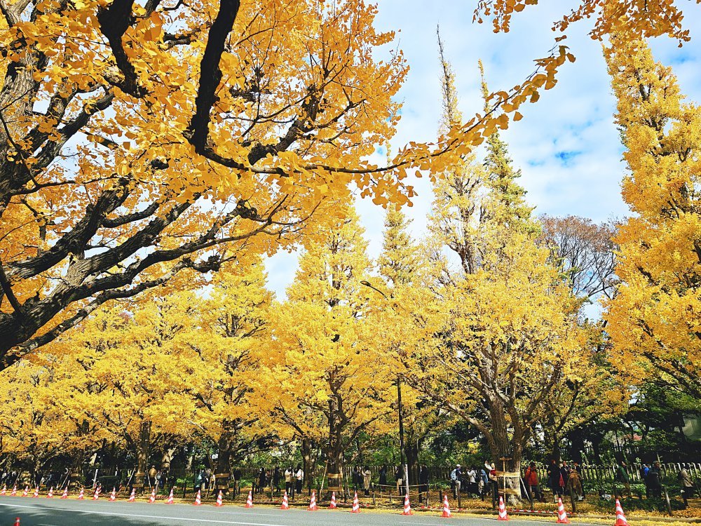 【2025東京銀杏景點】地鐵可到的 3 大賞銀杏路線|最佳見頃時間+拍照重點一次看 @Maruko(丸子)與美食有個約會 【2025東京銀杏景點】地鐵可到的 3 大賞銀杏路線|最佳見頃時間+拍照重點一次看 @Maruko(丸子)與美食有個約會