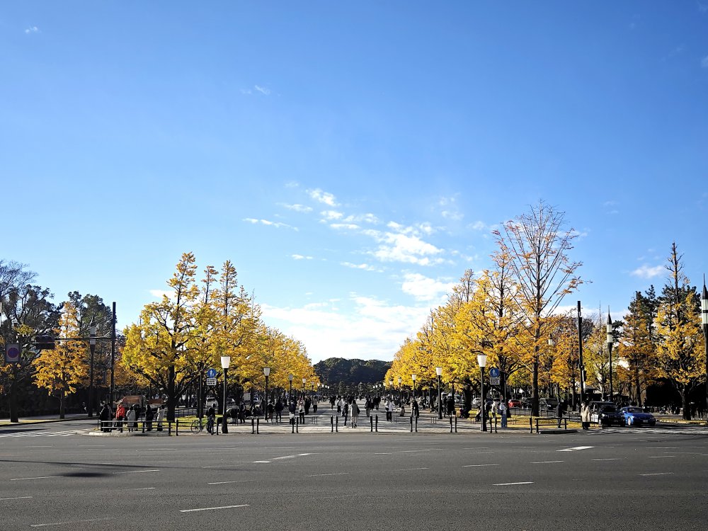 【2025東京銀杏景點】地鐵可到的 3 大賞銀杏路線|最佳見頃時間+拍照重點一次看 @Maruko(丸子)與美食有個約會 【2025東京銀杏景點】地鐵可到的 3 大賞銀杏路線|最佳見頃時間+拍照重點一次看 @Maruko(丸子)與美食有個約會