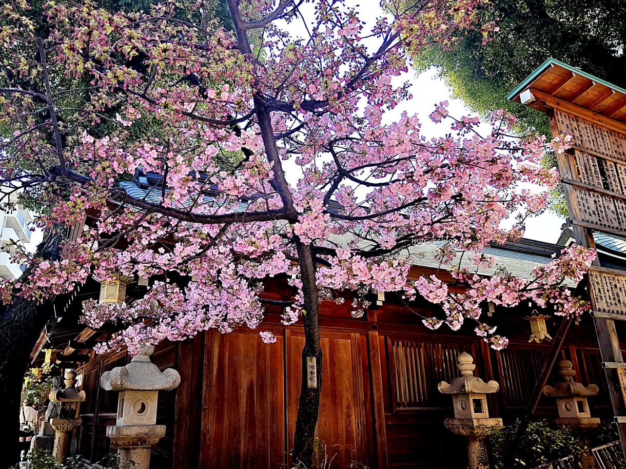 福岡景點「櫛田神社」四季皆美近上川端通商店街、博多運河城、中洲屋台一日行程推薦 @Maruko(丸子)與美食有個約會