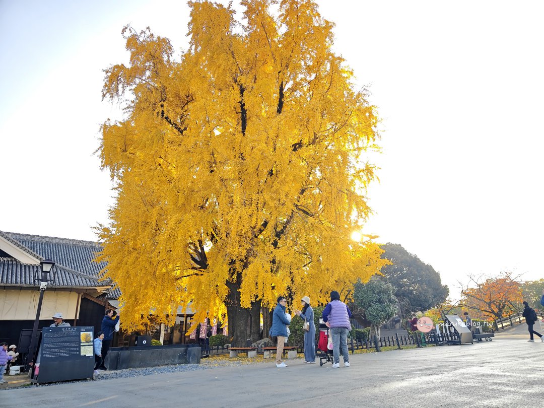 【熊本景點】熊本城秋天必看銀杏｜千年銀杏樹染金黃，走進「銀杏城」的浪漫季節 @Maruko(丸子)與美食有個約會
