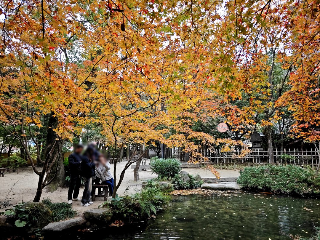 【福岡賞楓景點】樂水園：博多車站步行可達！市區鬧中取靜的絕美日式庭園與秋季楓紅 @Maruko(丸子)與美食有個約會