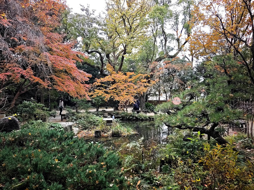【福岡賞楓景點】樂水園：博多車站步行可達！市區鬧中取靜的絕美日式庭園與秋季楓紅 @Maruko(丸子)與美食有個約會