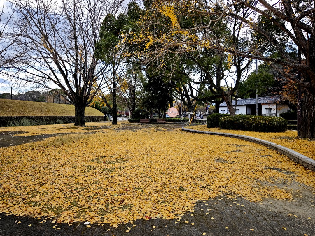 【福岡賞楓】大濠公園站前昭和通銀杏大道|冬季福岡最浪漫的銀杏散步路線 @Maruko(丸子)與美食有個約會 【福岡賞楓】大濠公園站前昭和通銀杏大道|冬季福岡最浪漫的銀杏散步路線 @Maruko(丸子)與美食有個約會