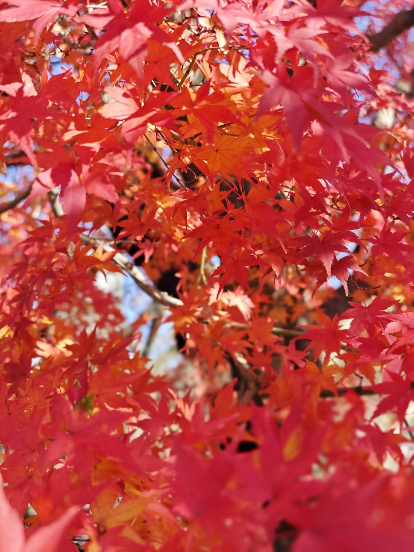 東京鐵塔下最美的寺院!增上寺:免費景點 還有超可愛的千躰子育地藏尊 @Maruko(丸子)與美食有個約會 東京鐵塔下最美的寺院!增上寺:免費景點 還有超可愛的千躰子育地藏尊 @Maruko(丸子)與美食有個約會