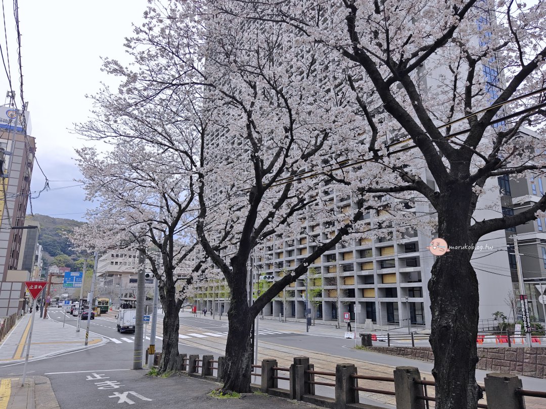【長崎賞櫻秘境】搭路面電車就能到！市役所前的浪漫「粉紅櫻花隧道」 @Maruko(丸子)與美食有個約會