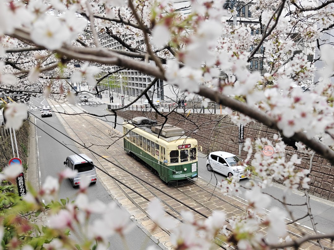 【長崎賞櫻秘境】搭路面電車就能到！市役所前的浪漫「粉紅櫻花隧道」 @Maruko(丸子)與美食有個約會