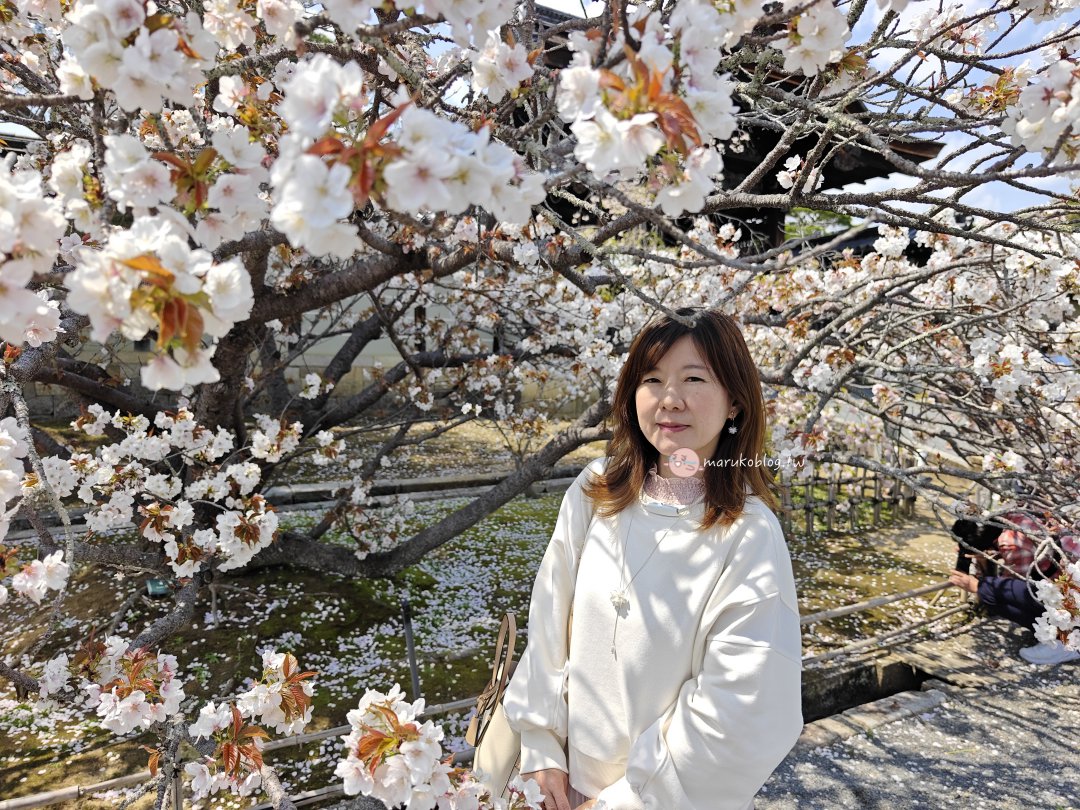 【京都賞櫻景點】錯過滿開也不怕！世界遺產「仁和寺」御室櫻，抓住京都最後的粉紅花海 @Maruko(丸子)與美食有個約會