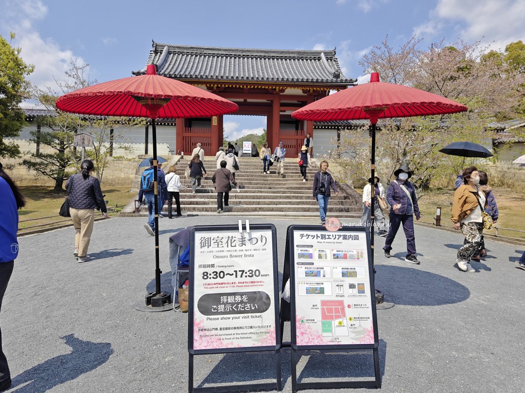 【京都賞櫻景點】錯過滿開也不怕！世界遺產「仁和寺」御室櫻，抓住京都最後的粉紅花海 @Maruko(丸子)與美食有個約會