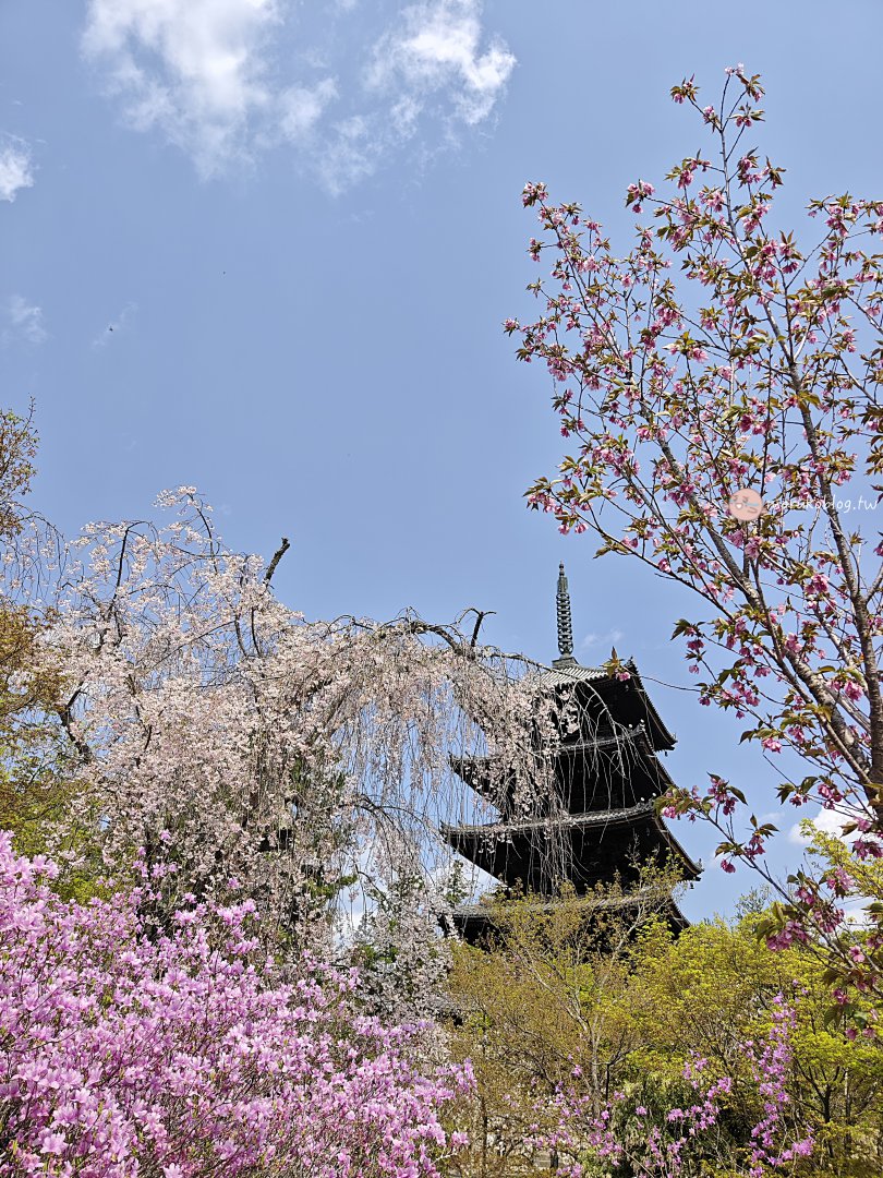 【京都賞櫻景點】錯過滿開也不怕！世界遺產「仁和寺」御室櫻，抓住京都最後的粉紅花海 @Maruko(丸子)與美食有個約會