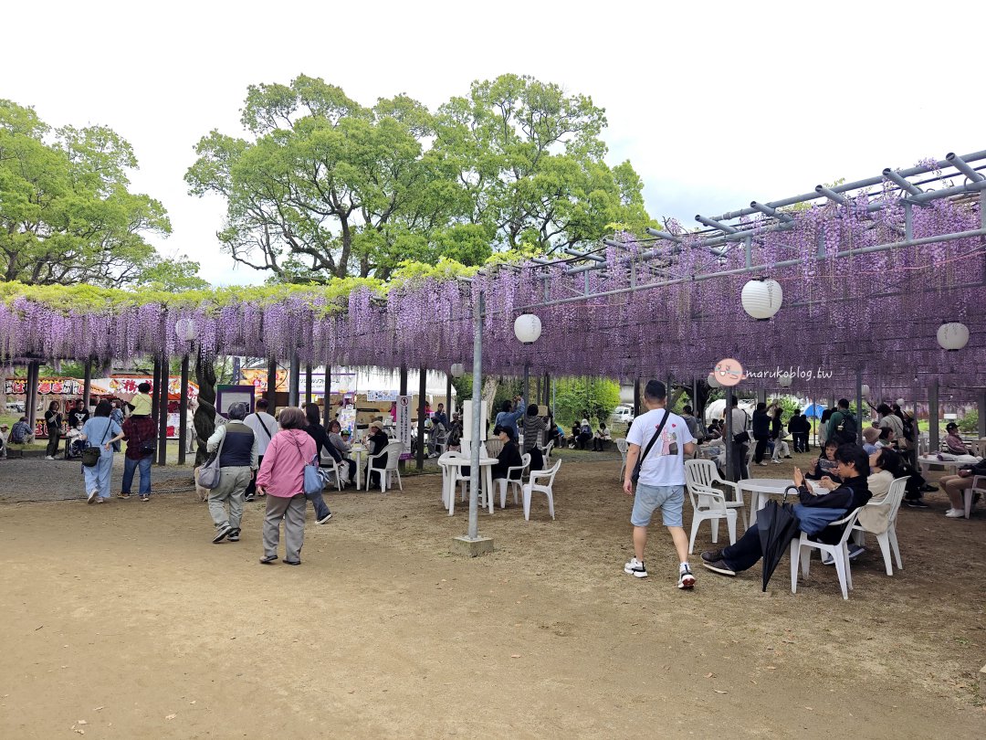 【福岡近郊景點】中山大藤：300 年紫藤花瀑布盛開！柳川一日遊、交通接駁、祭典美食完整攻略 @Maruko(丸子)與美食有個約會