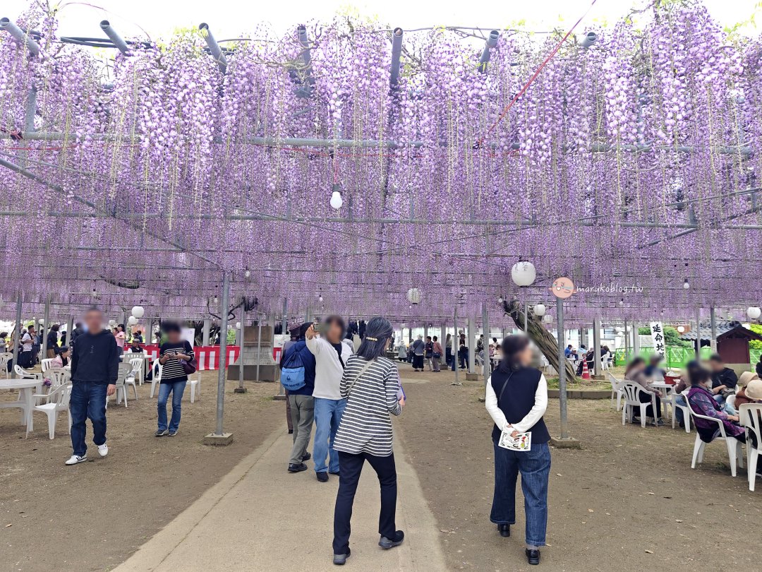 【福岡近郊景點】中山大藤：300 年紫藤花瀑布盛開！柳川一日遊、交通接駁、祭典美食完整攻略 @Maruko(丸子)與美食有個約會