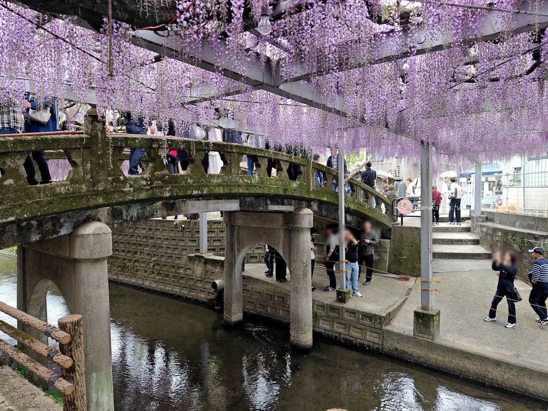 【福岡近郊景點】中山大藤：300 年紫藤花瀑布盛開！柳川一日遊、交通接駁、祭典美食完整攻略 @Maruko(丸子)與美食有個約會