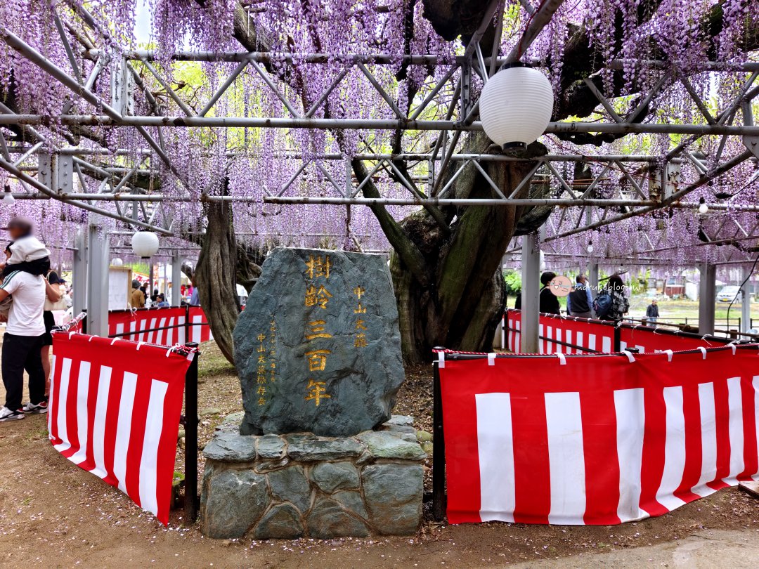 【福岡近郊景點】中山大藤：300 年紫藤花瀑布盛開！柳川一日遊、交通接駁、祭典美食完整攻略 @Maruko(丸子)與美食有個約會