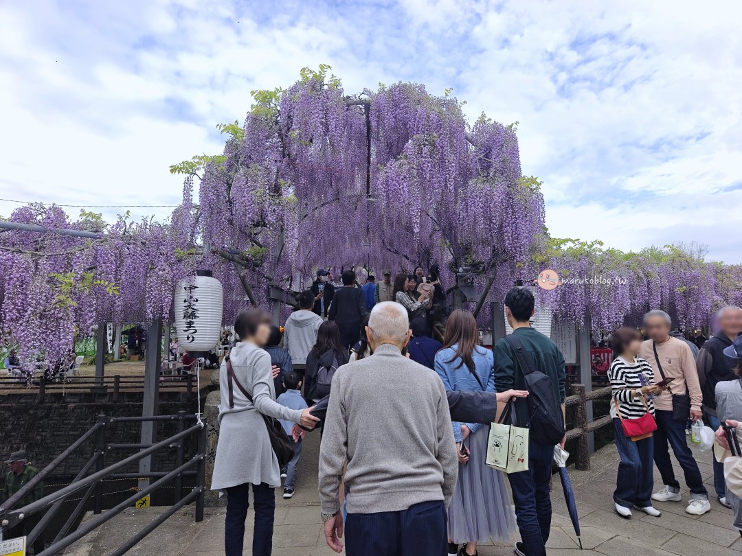 【福岡近郊景點】中山大藤：300 年紫藤花瀑布盛開！柳川一日遊、交通接駁、祭典美食完整攻略 @Maruko(丸子)與美食有個約會