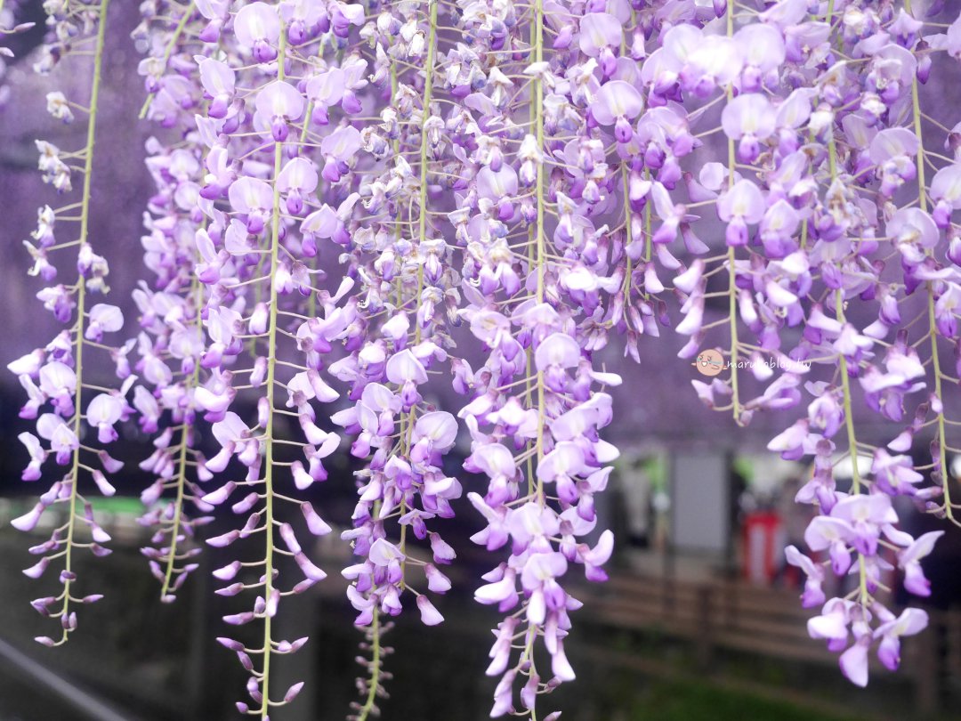 【福岡近郊景點】中山大藤：300 年紫藤花瀑布盛開！柳川一日遊、交通接駁、祭典美食完整攻略 @Maruko(丸子)與美食有個約會