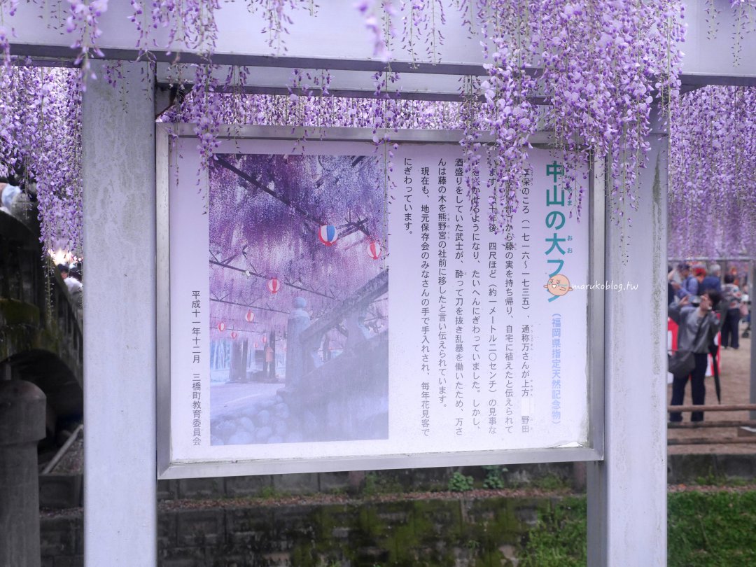 【福岡近郊景點】中山大藤：300 年紫藤花瀑布盛開！柳川一日遊、交通接駁、祭典美食完整攻略 @Maruko(丸子)與美食有個約會