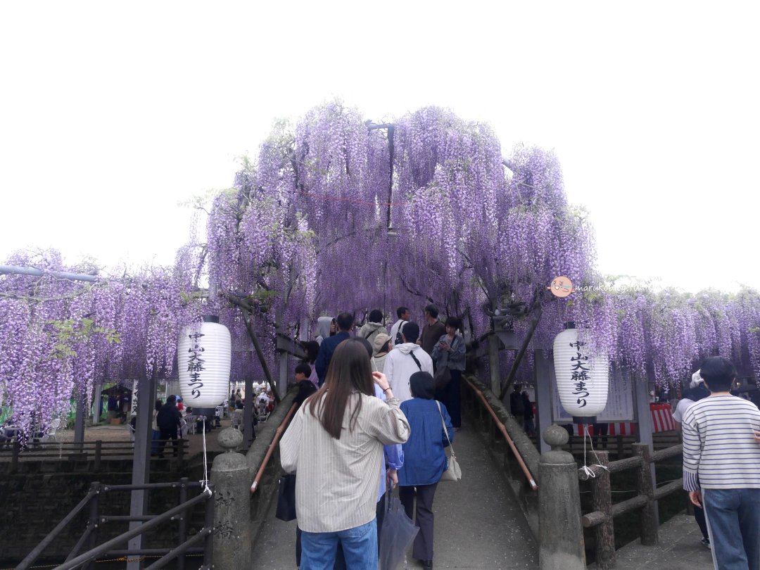 【福岡近郊景點】中山大藤：300 年紫藤花瀑布盛開！柳川一日遊、交通接駁、祭典美食完整攻略 @Maruko(丸子)與美食有個約會