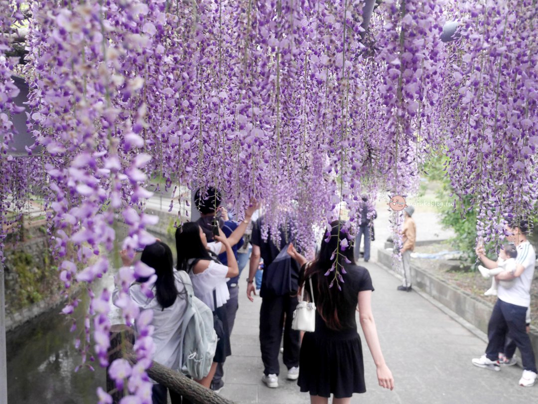 【福岡近郊景點】中山大藤：300 年紫藤花瀑布盛開！柳川一日遊、交通接駁、祭典美食完整攻略 @Maruko(丸子)與美食有個約會