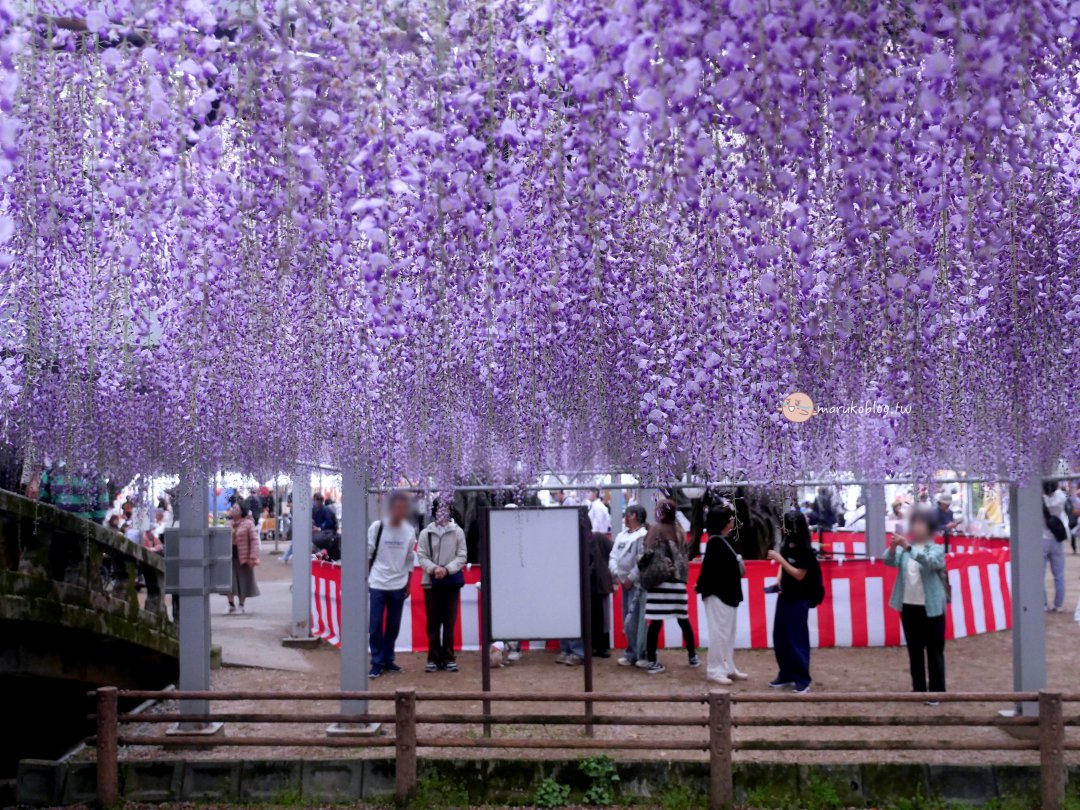 【福岡近郊景點】中山大藤：300 年紫藤花瀑布盛開！柳川一日遊、交通接駁、祭典美食完整攻略 @Maruko(丸子)與美食有個約會