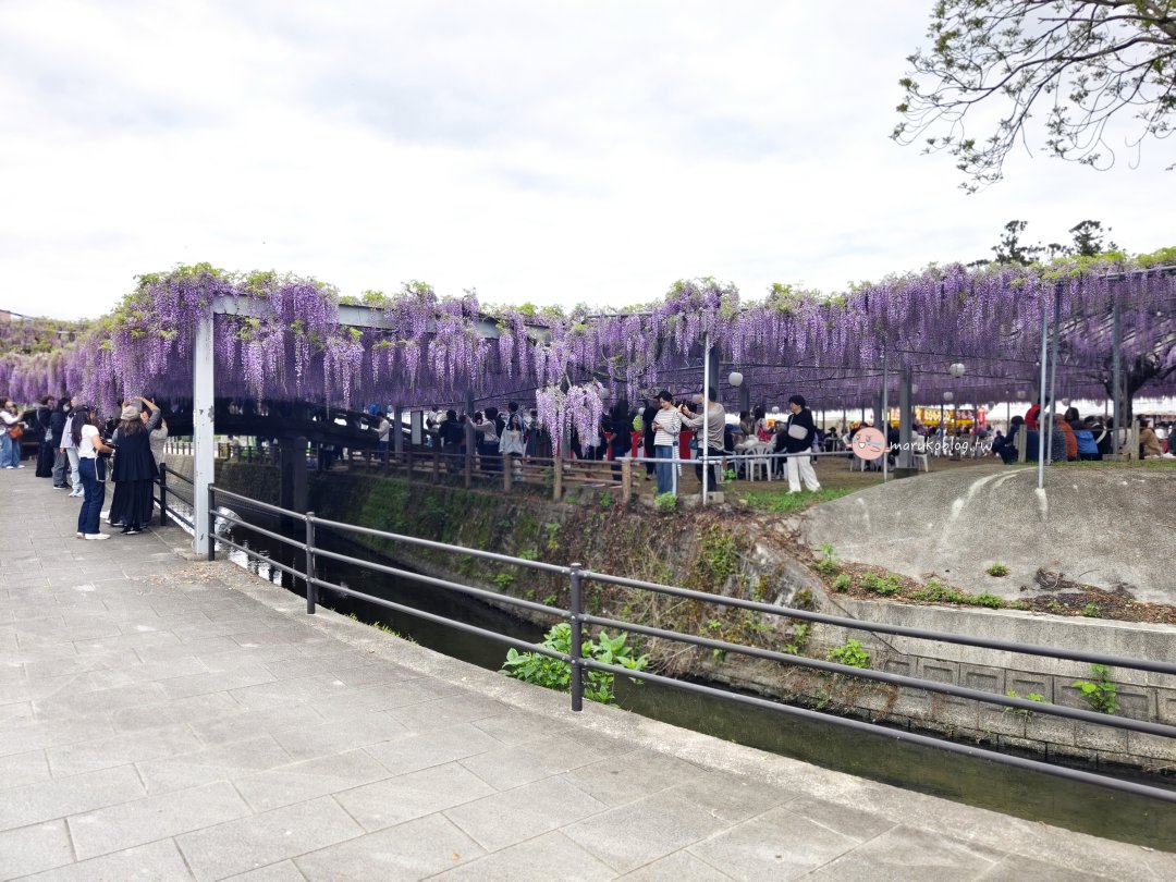 【福岡近郊景點】中山大藤：300 年紫藤花瀑布盛開！柳川一日遊、交通接駁、祭典美食完整攻略 @Maruko(丸子)與美食有個約會