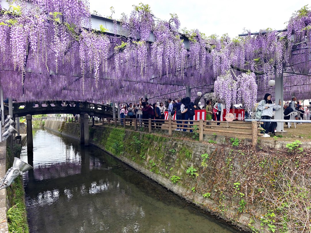 【福岡近郊景點】中山大藤：300 年紫藤花瀑布盛開！柳川一日遊、交通接駁、祭典美食完整攻略 @Maruko(丸子)與美食有個約會