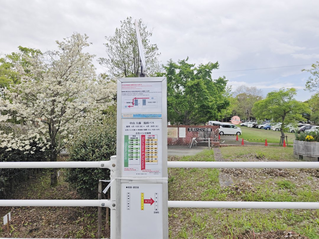 【福岡近郊景點】中山大藤：300 年紫藤花瀑布盛開！柳川一日遊、交通接駁、祭典美食完整攻略 @Maruko(丸子)與美食有個約會